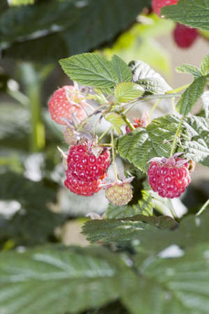 ripe raspberries on a plantの写真素材