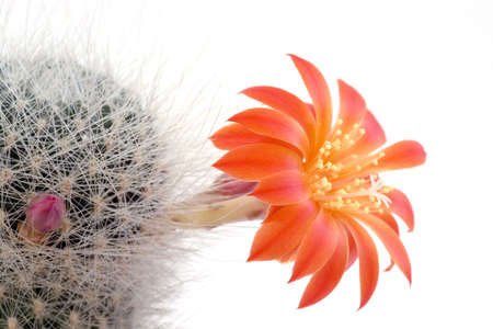 Cactus flower on the white background