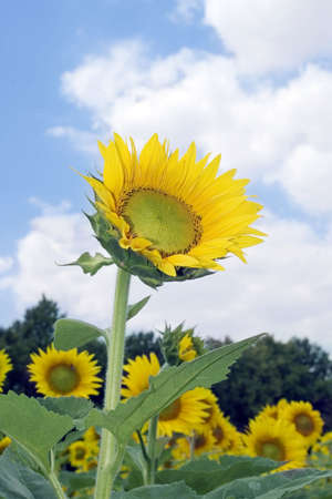 amazing sunflower and blue sky backgroundの写真素材