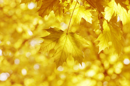 yellow leaves, shallow focusの写真素材