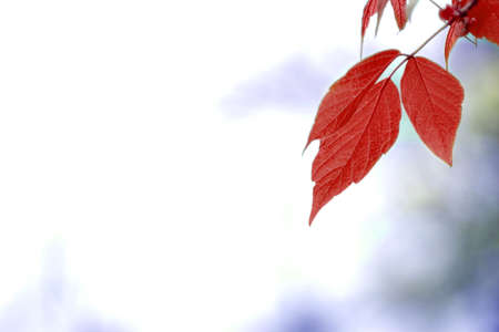 red leaves, shallow focusの写真素材