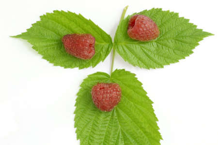 Bunch of a red raspberry on a white background