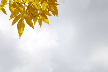yellow leaves, shallow focus on clouds backgroundの写真素材