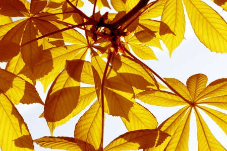 yellow leaves on blue sky backgroundの写真素材