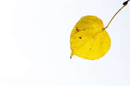 linden leaves isolated on white backgroundの写真素材