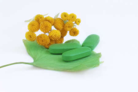 ginkgo bilobaの写真素材
