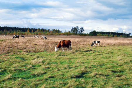 Dairy cows grazing in a field with sheep in the backgroundの写真素材