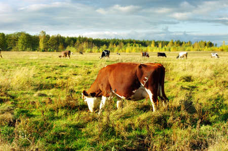 Dairy cows grazing in a field with sheep in the backgroundの写真素材