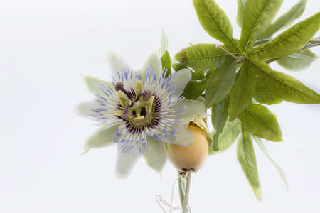 Close up of passiflora (passion fruit and passionflower) on white backgroundの写真素材