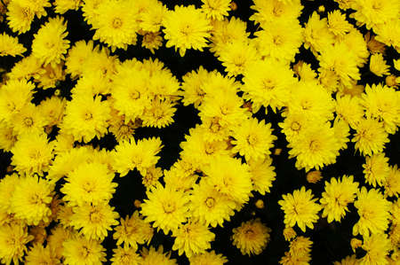 Yellow flower background. Yellow chrysanthemum.の写真素材