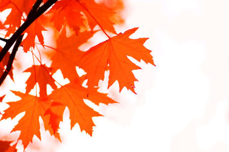 autumn leaves, shallow focus. Maple leaves.の写真素材