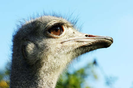 Portrait of an ostrich with a humorous expressionの写真素材