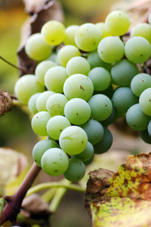 Close-up of a bunch of grapes on grapevine in vineyard. Shallow DOF.