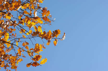 oak leaves on blue skyの写真素材