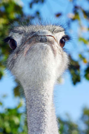 Portrait of an ostrich with a humorous expressionの写真素材