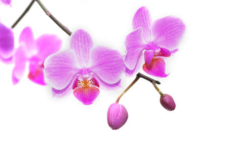 Beautiful tropical orchids. Pink orchids on a white backgroundの写真素材
