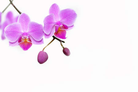 A rose orchids on the white backgroundの写真素材
