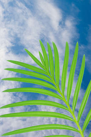 Leaves of palm on a blue skyの写真素材