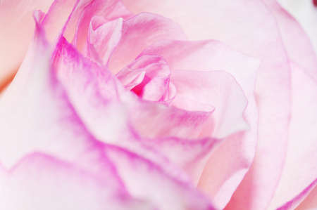 Close up of the pink rose petalsの写真素材