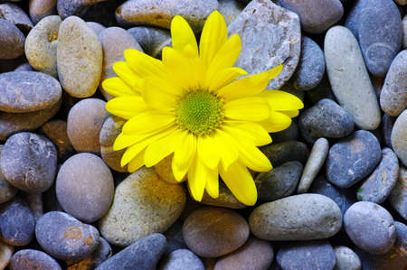 abstract background with round peeble stones and yellow camomileの写真素材