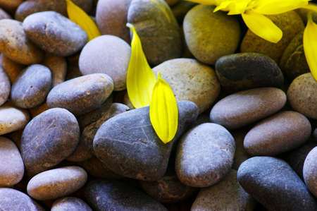 abstract background with round peeble stones and yellow petals of camomileの写真素材