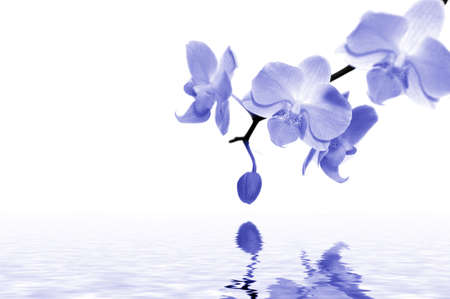 blue orchids with water. Spa concept.の写真素材