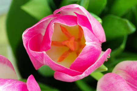 Lots of pink tulipsの写真素材