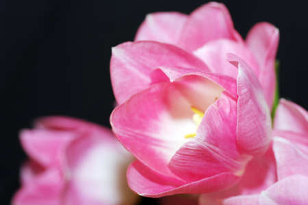 Lots of pink tulips on a black background