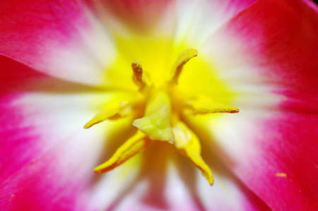Close up of pink tulipの写真素材