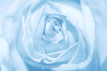 Blue rose close upの写真素材