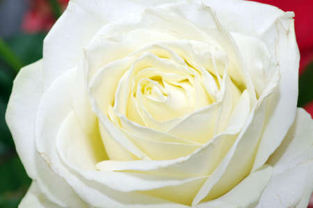 White rose close upの写真素材