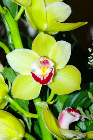 orchids on a green backgroundの写真素材