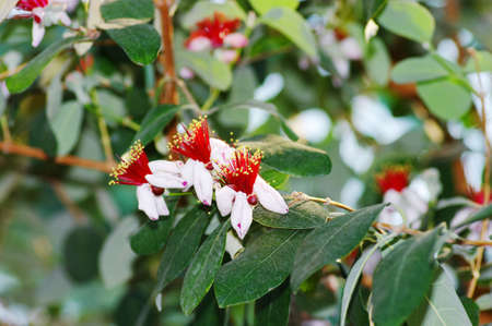 spring flowers of feijoa on the treeの写真素材