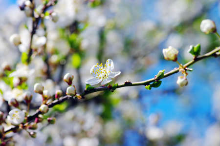 White apricot flowers with blue sky backgroundの写真素材