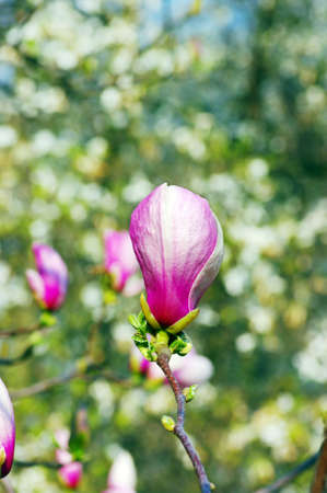 purple magnolia flowers on green backgroundの写真素材