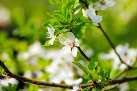 Tree branch with cherry flowers over natural green backgroundの写真素材
