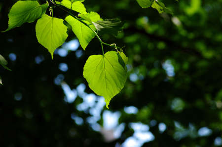 green leaves of linden, shallow focusの写真素材