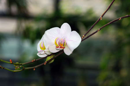 orchid portrait on a green background