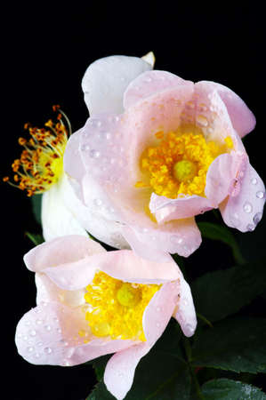 pink flowers of a dog-rose with water dorps on black backgroundの写真素材
