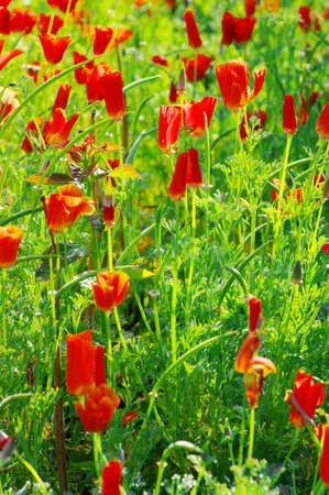 Close up of common poppiesの写真素材