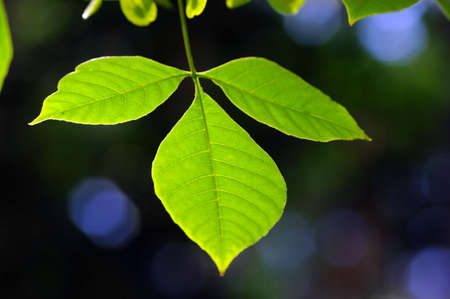 green leaves, shallow focus on the dark backgroundの写真素材