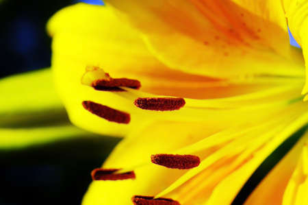 Yellow lily, detail. Close-up flower of lily.の写真素材