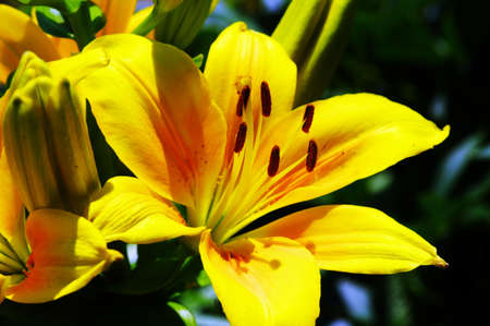Yellow lily, detail. Close-up flower of lily.の写真素材