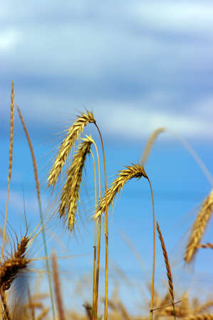 Golden wheat feald with blue sky backgroundの写真素材