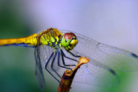 dragonfly outdoor.Dragonfly on the natural backgroundの写真素材