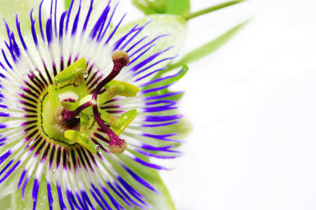 Purple Passionflower on a white background with place for text.の写真素材