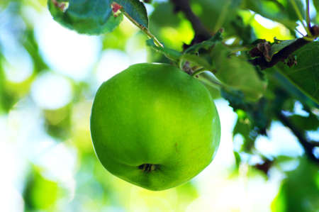 Apple of green on branch. Apple on natural background.の写真素材