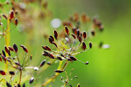 fennel seeds shallow focus in a gardenの写真素材
