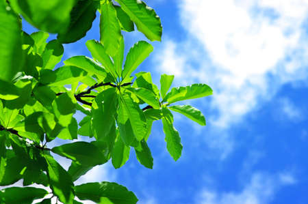 fresh leaves of magnolia against blue skyの写真素材