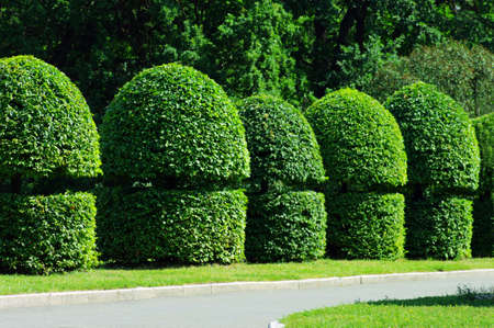 beautiful garden with tree look like figureの写真素材